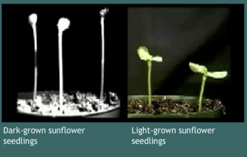 plant growth in light and dark experiment